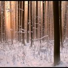 Winterwald..