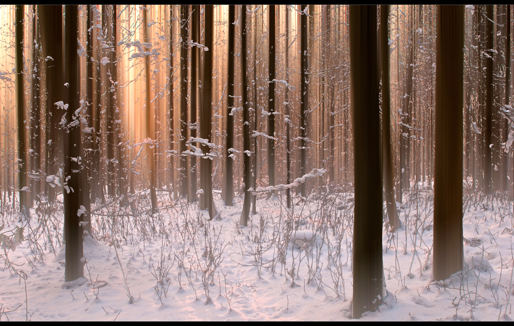 Winterwald..