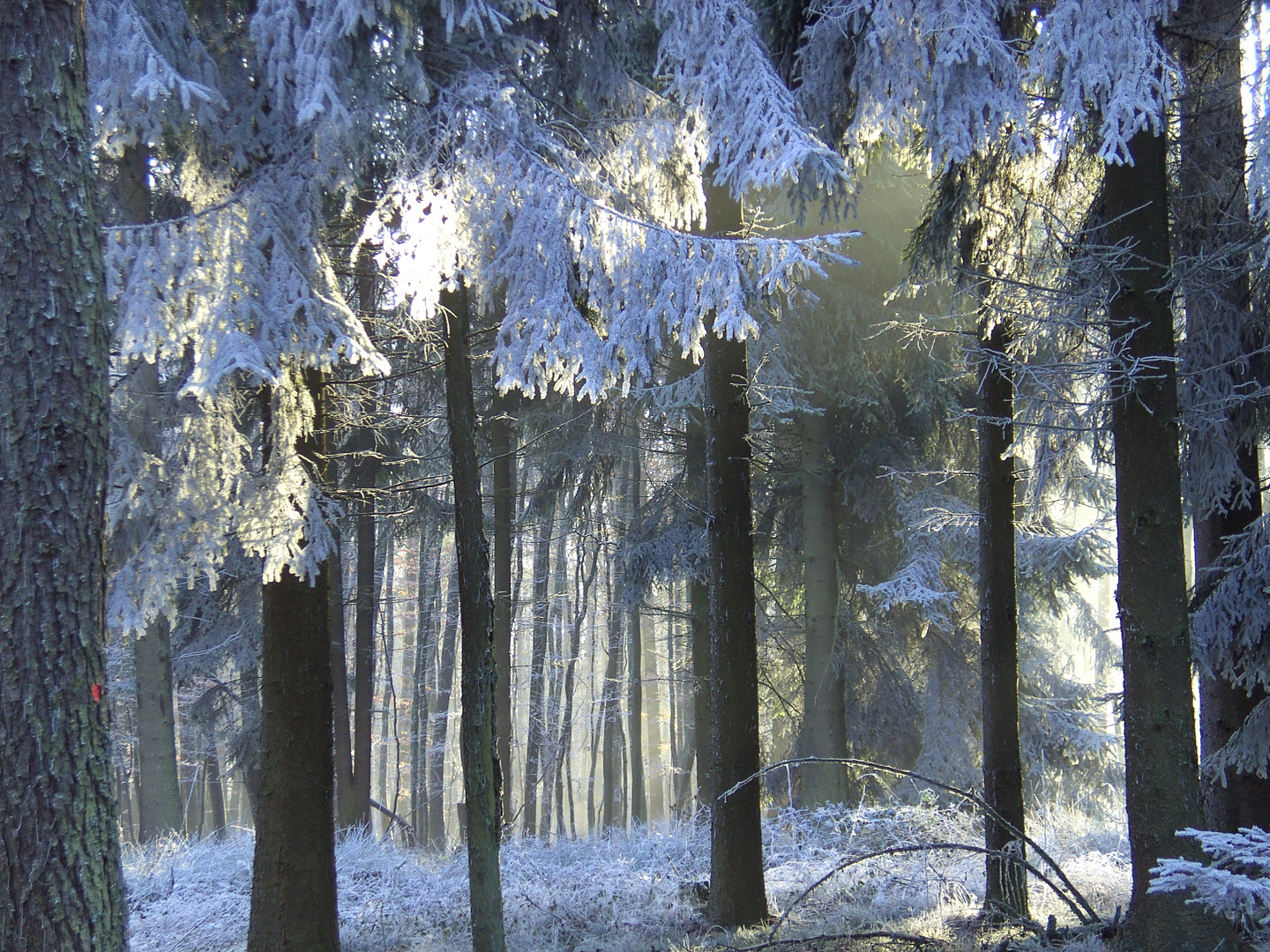 Winterwald