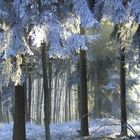 Winterwald