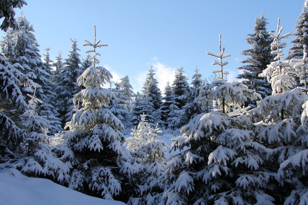 Winterwald