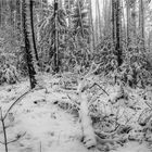 Winterwald