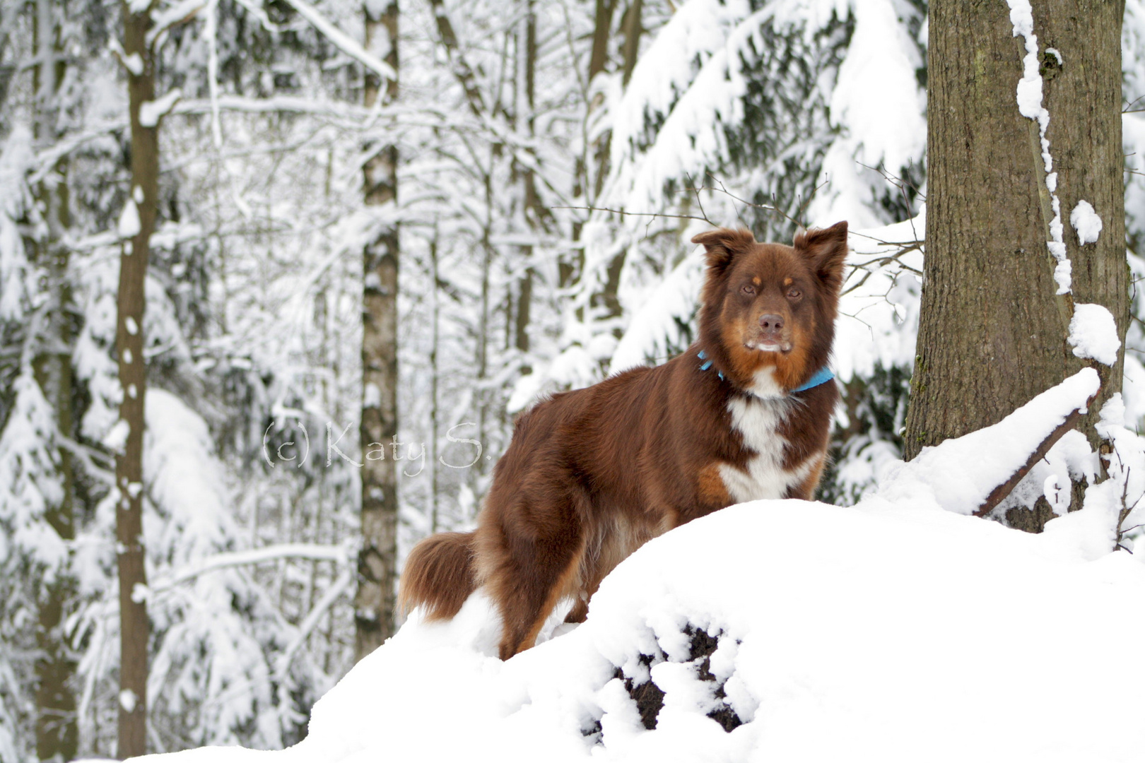 ***Winterwald***