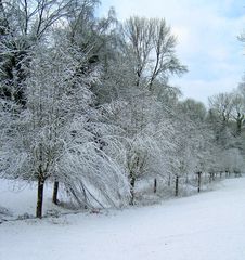 Winterwald