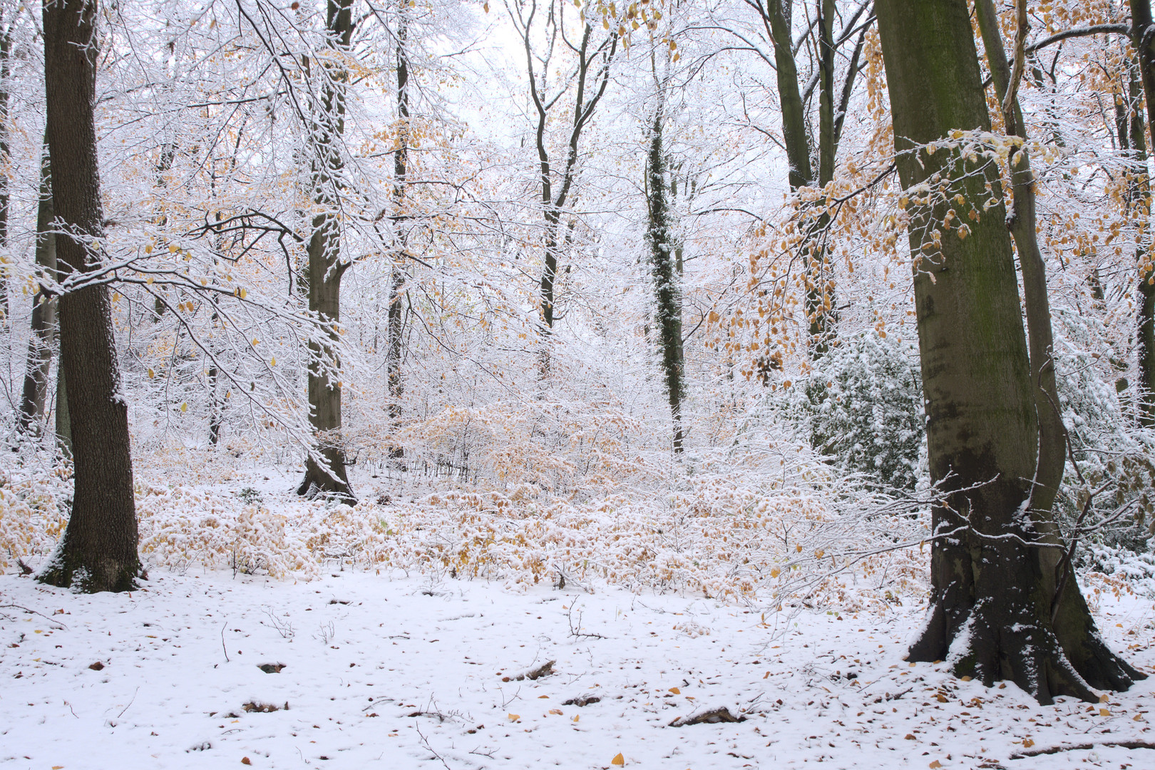 Winterwald