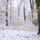 Winterwald