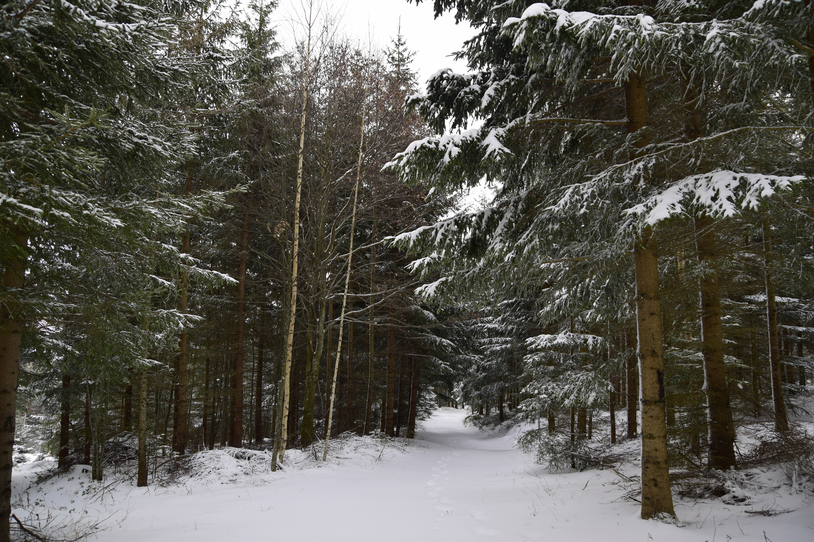 winterwald