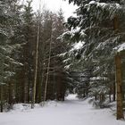 winterwald