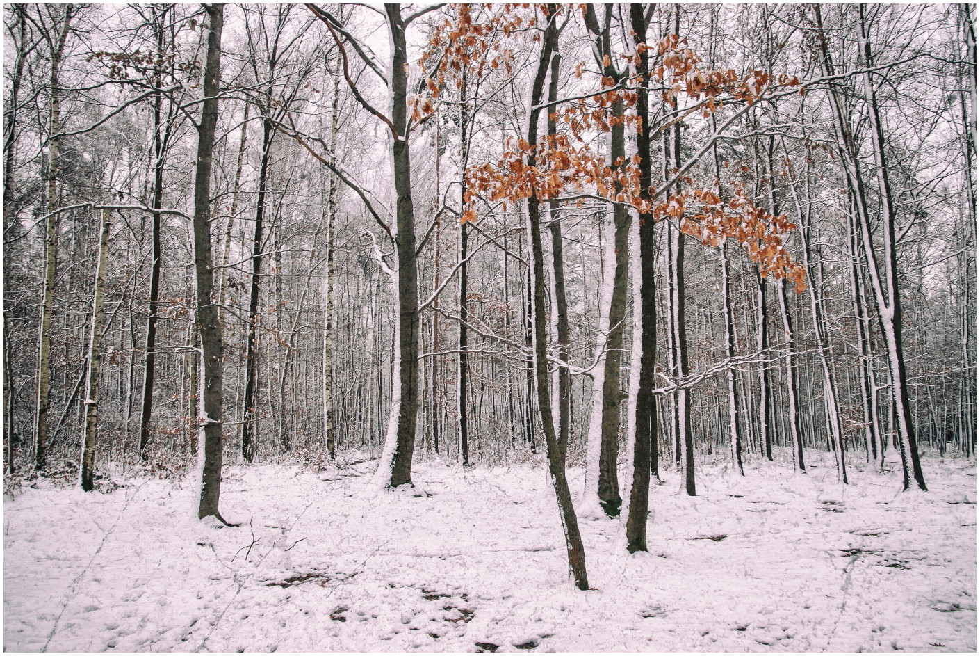 Winterwald