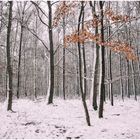 Winterwald