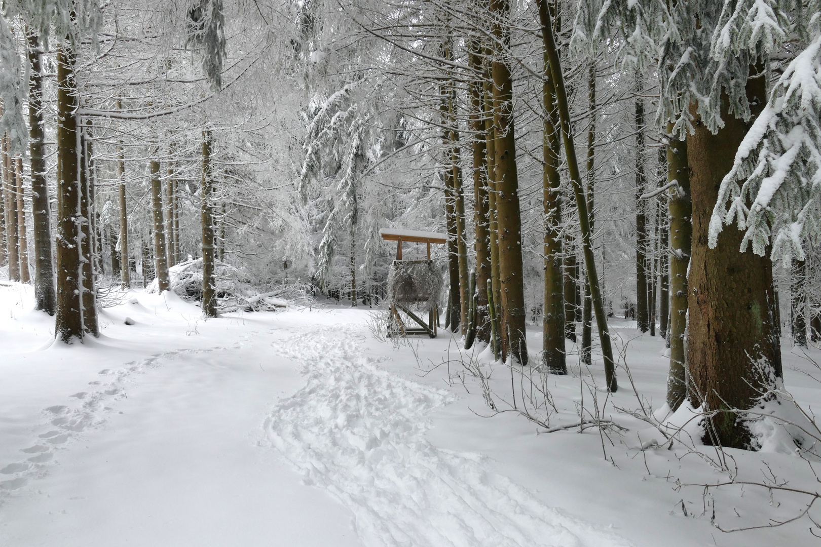 ...Winterwald...