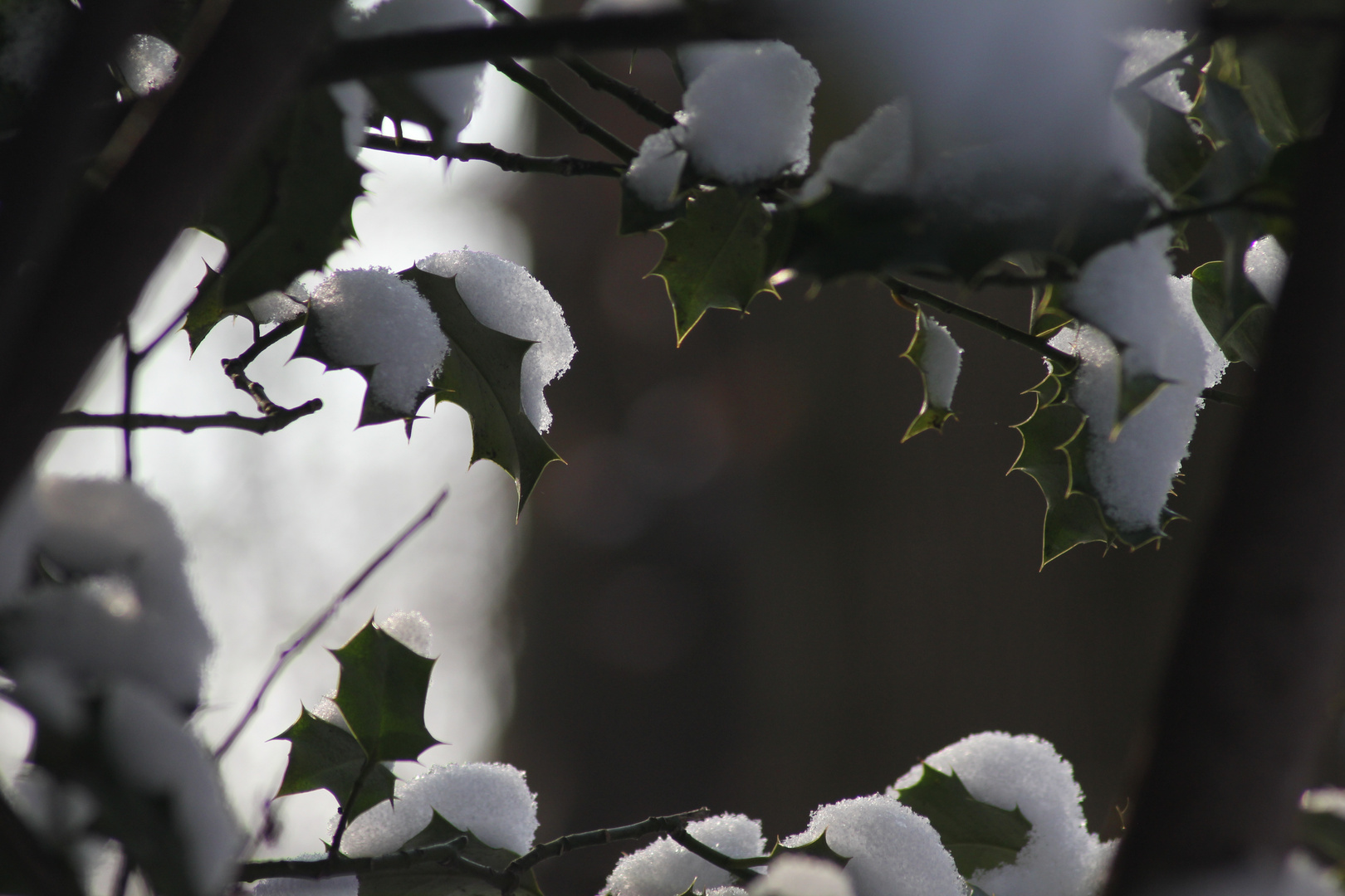 Winterwald