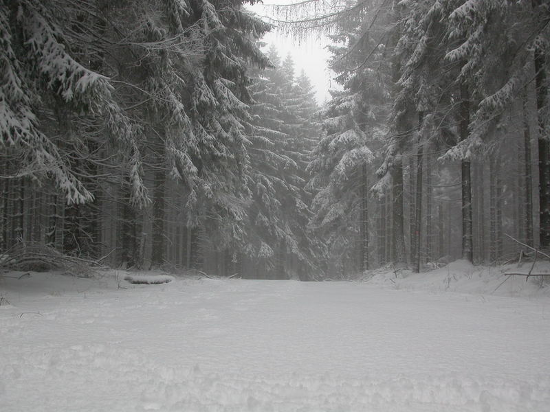 Winterwald