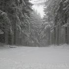 Winterwald