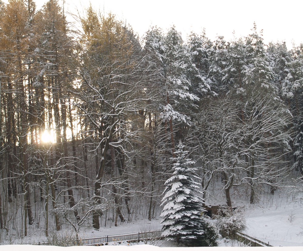 Winterwald