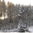 Winterwald