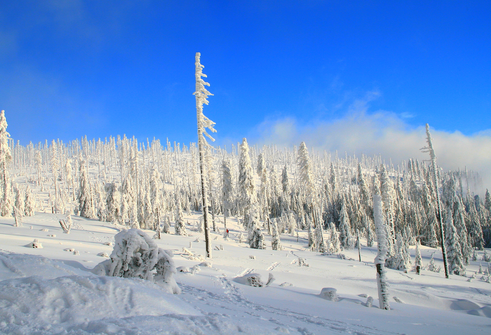 winterwald