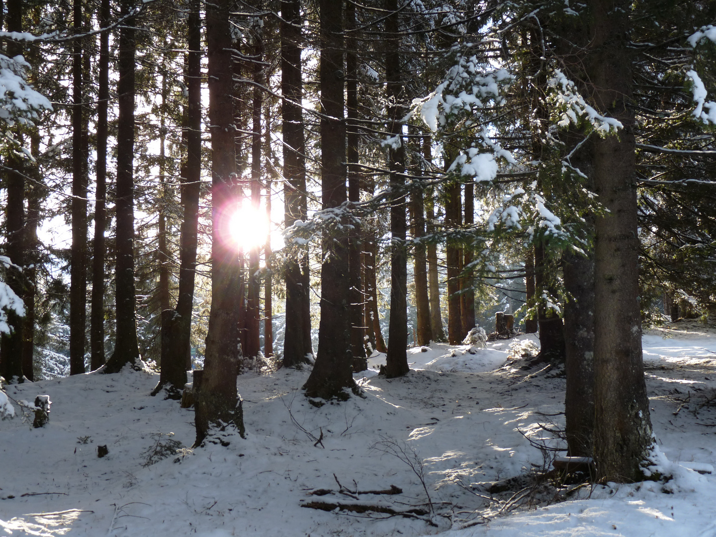 Winterwald