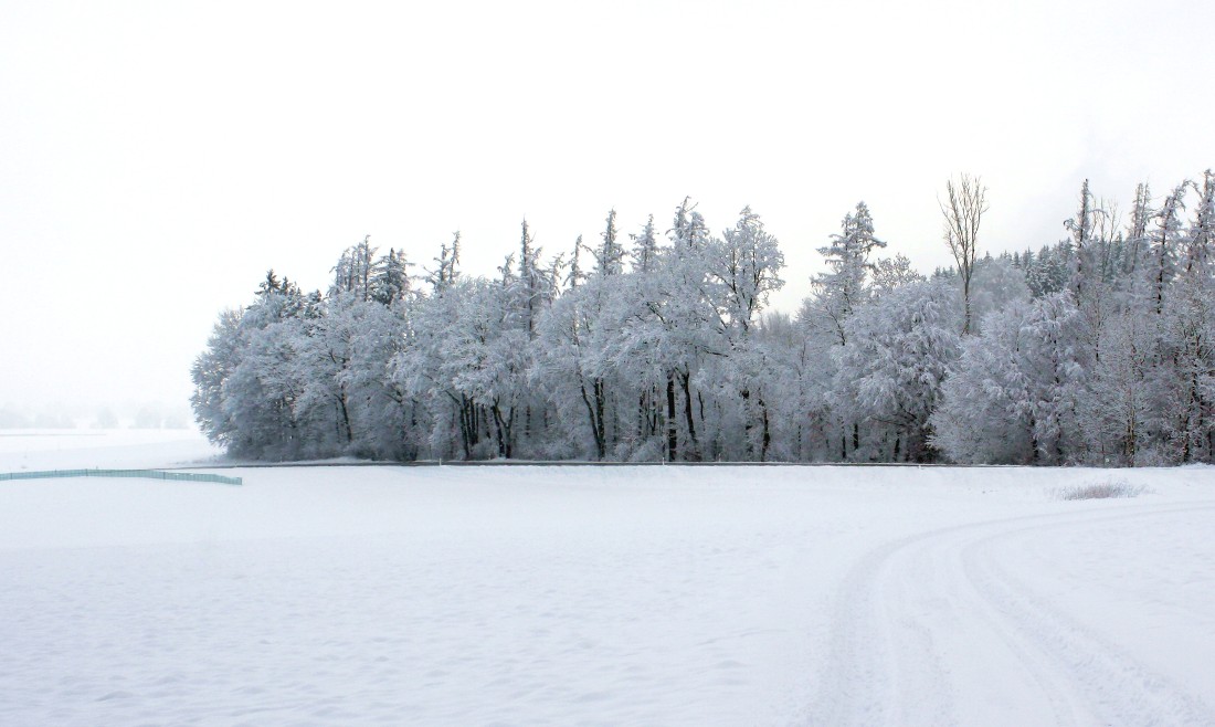 Winterwald