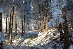 Winterwald