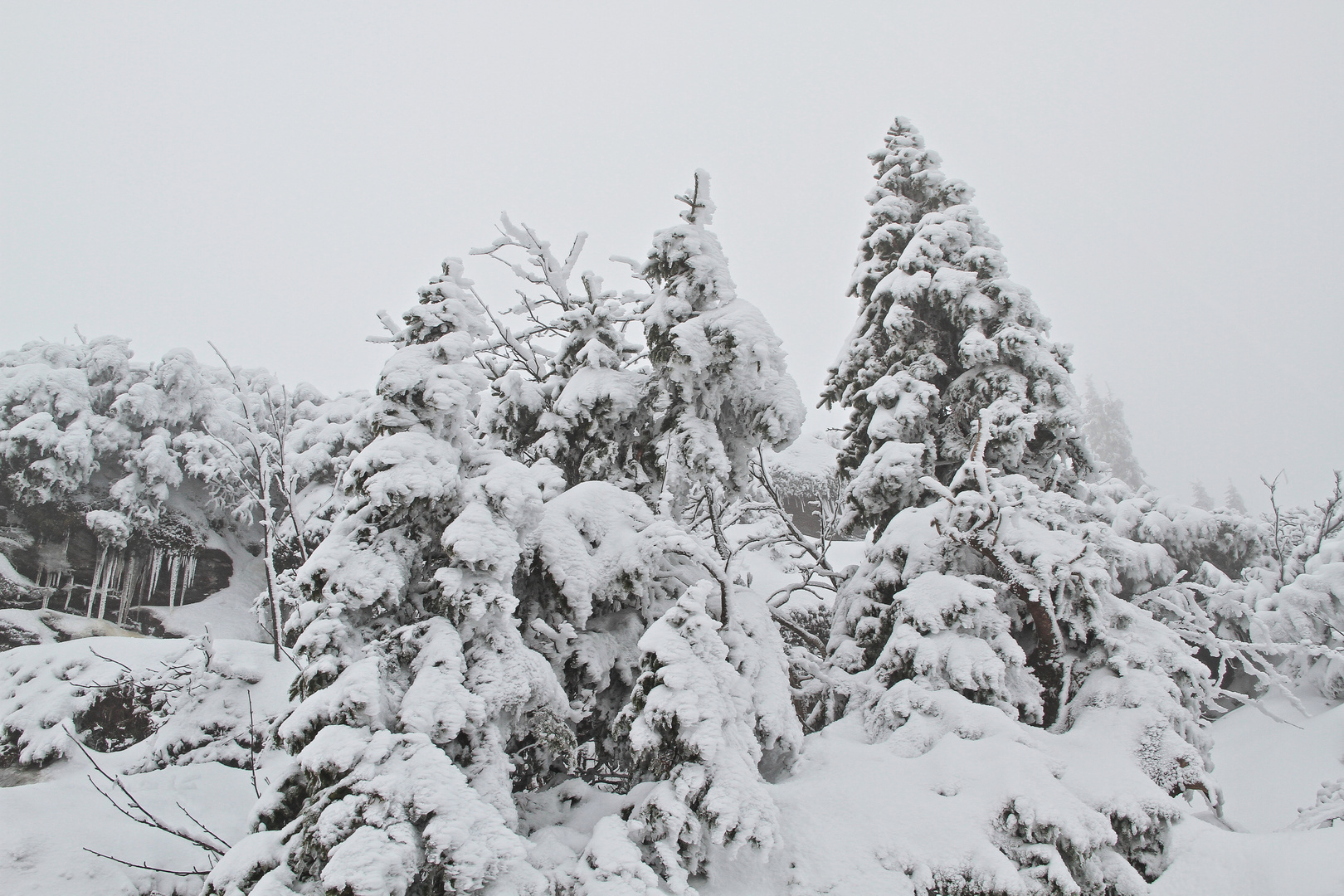 Winterwald