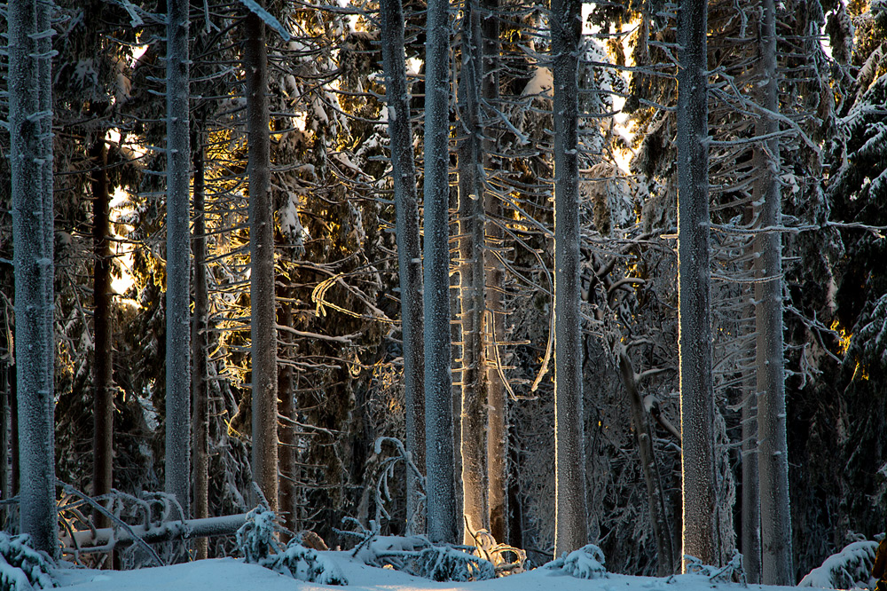 Winterwald