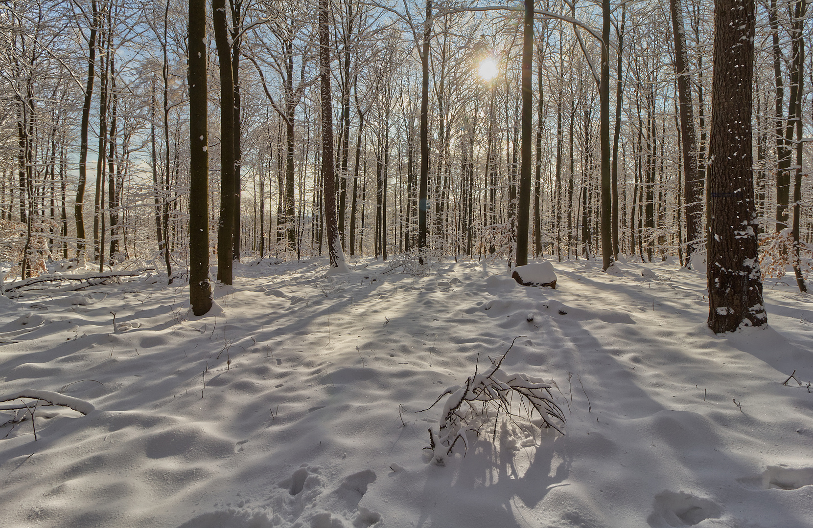 Winterwald