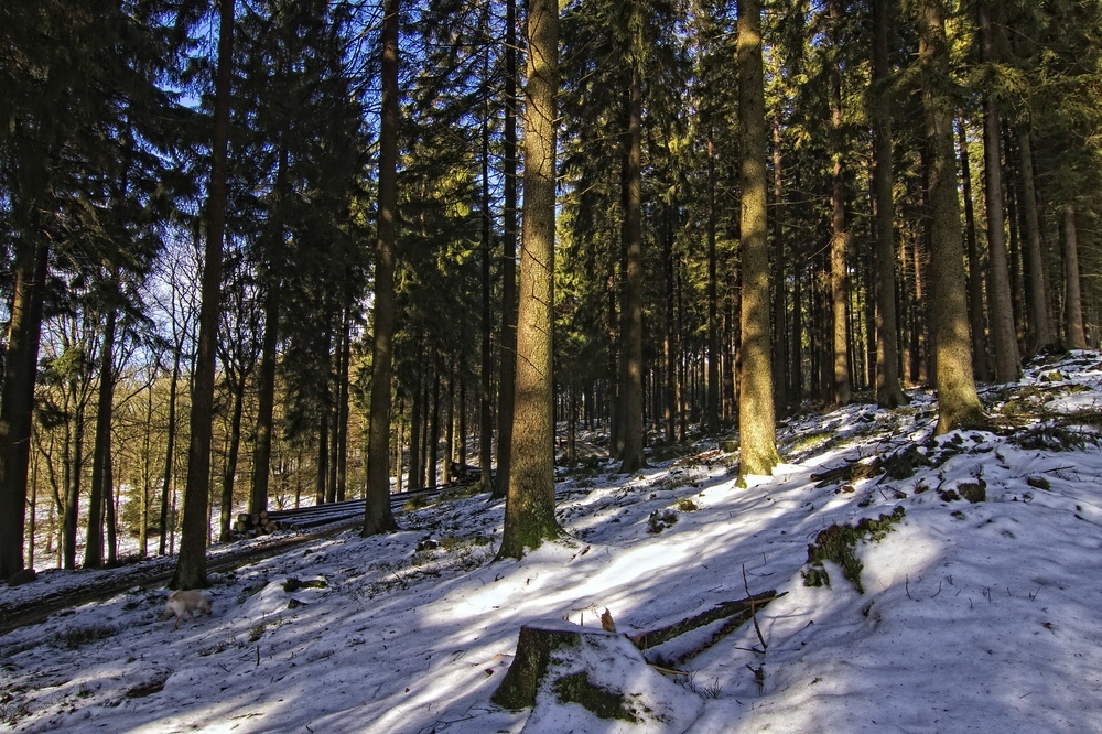 Winterwald