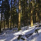 Winterwald