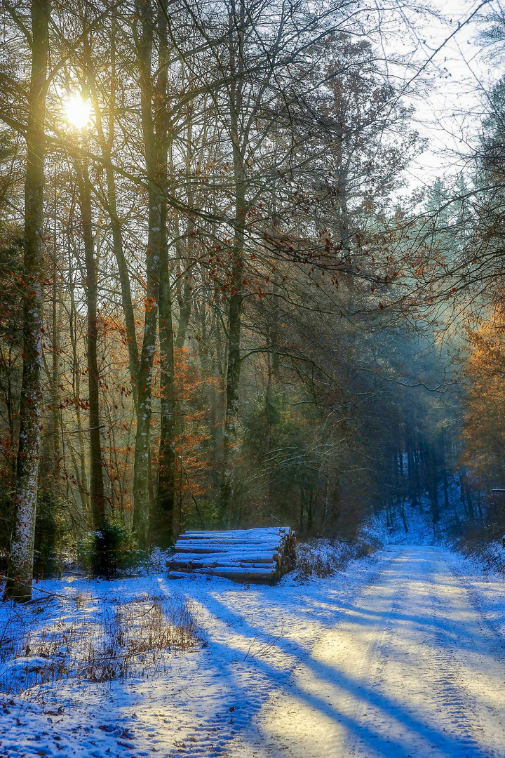 Winterwald