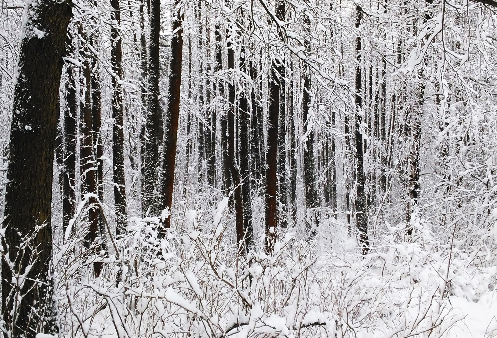 Winterwald