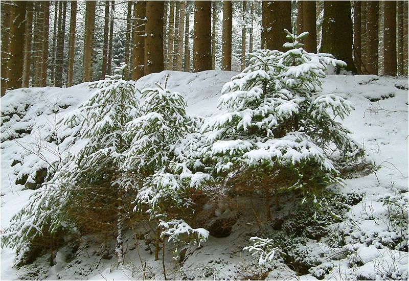 Winterwald