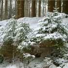 Winterwald