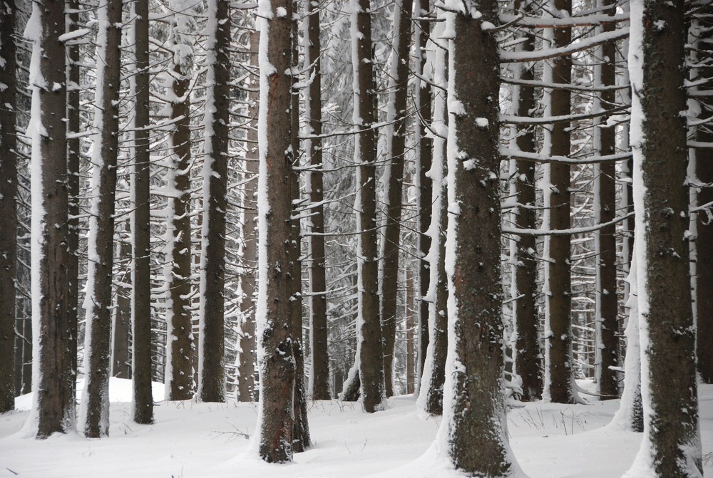 Winterwald