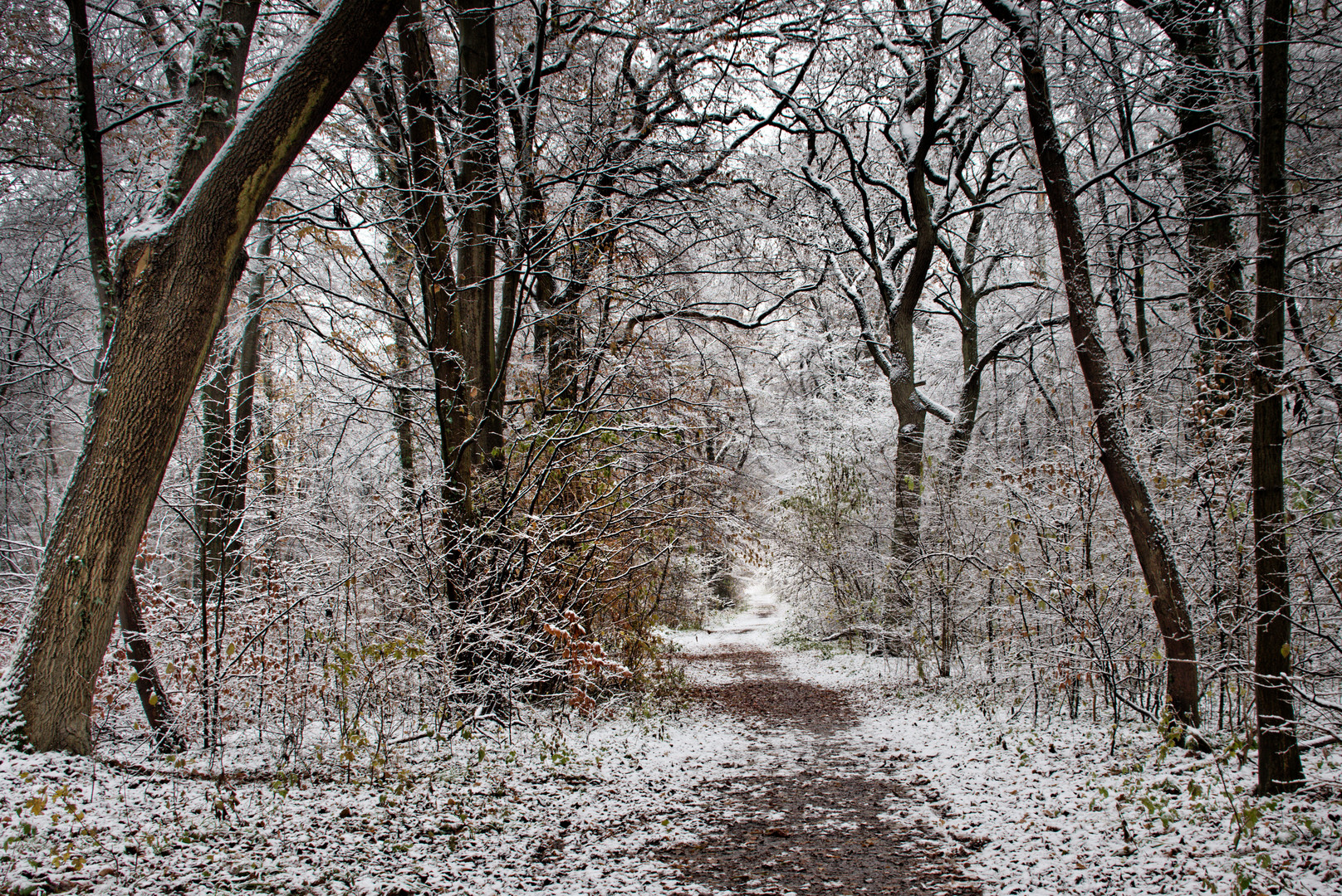 Winterwald - der erste Schnee