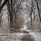 Winterwald - der erste Schnee