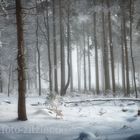 Winterwald