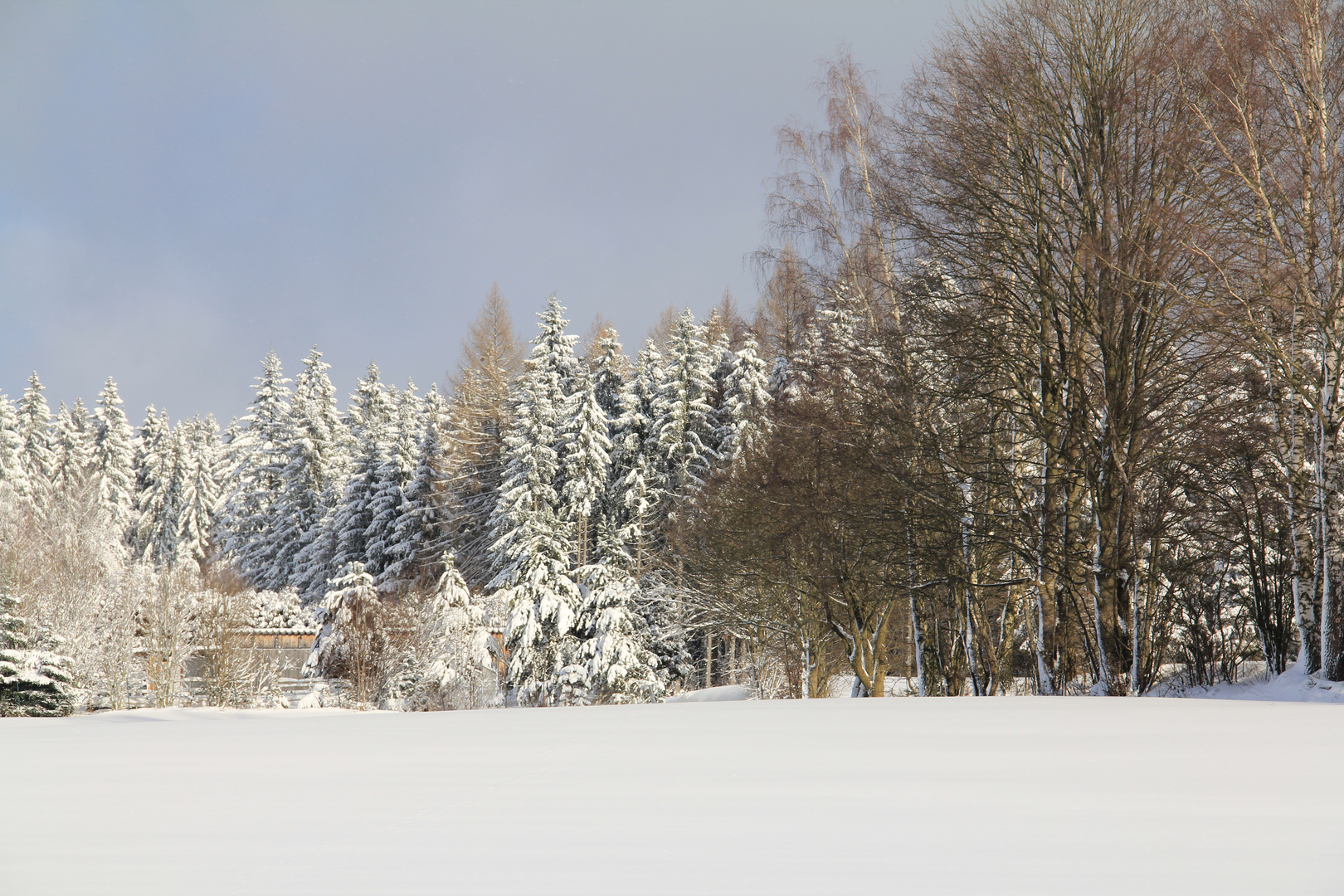 Winterwald, die dritte :-)