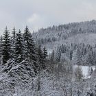 Winterwald, die zweite :)