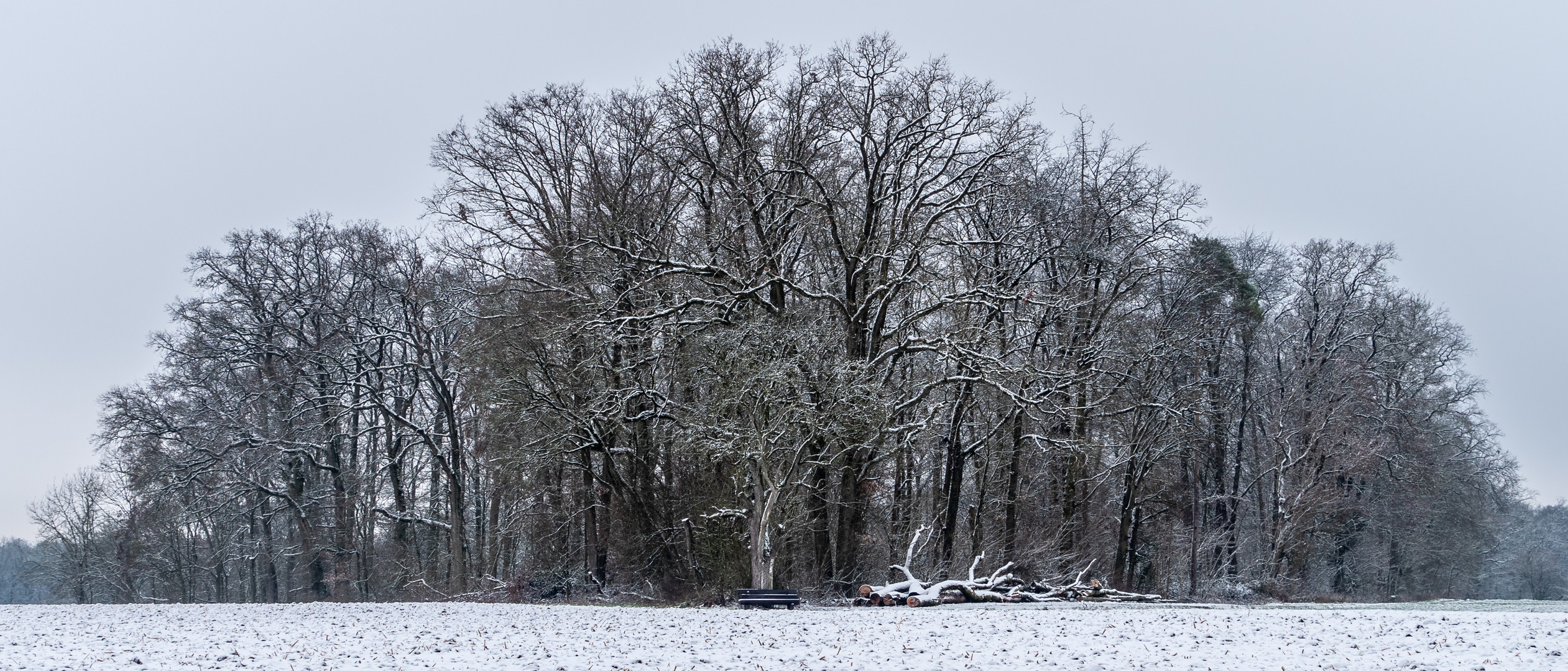 Winterwald