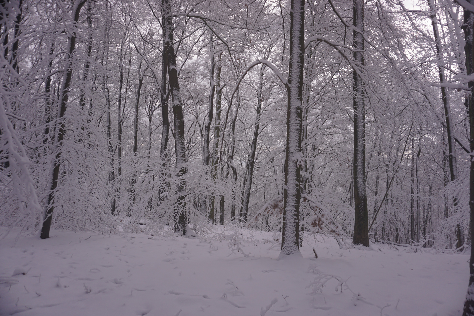 Winterwald