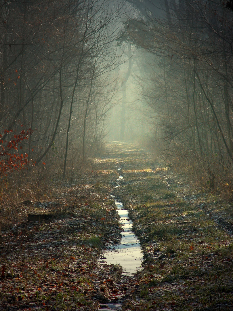 Winterwald