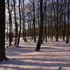 Winterwald