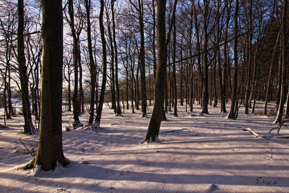 Winterwald