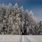 Winterwald