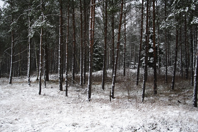 Winterwald