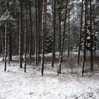 Winterwald