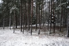 Winterwald