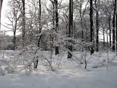 Winterwald