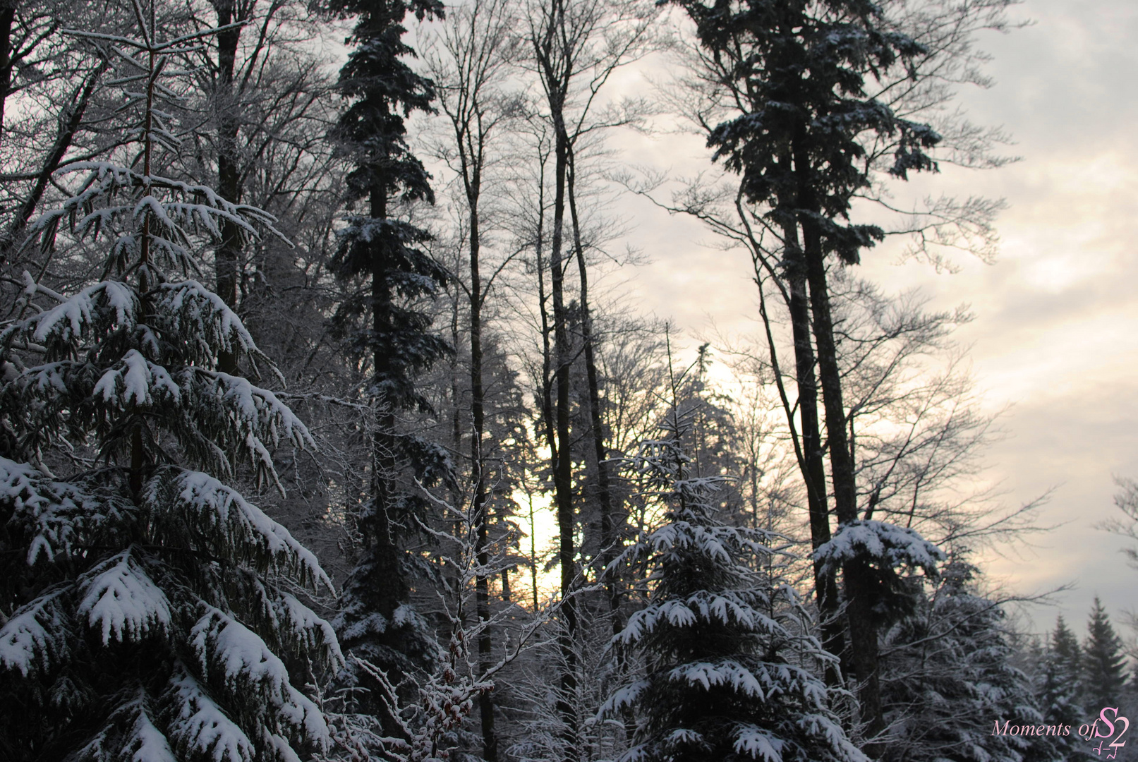 Winterwald